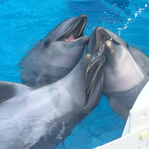 遊ぶ：元気村でイルカと触れ合おう！当館から徒歩5分