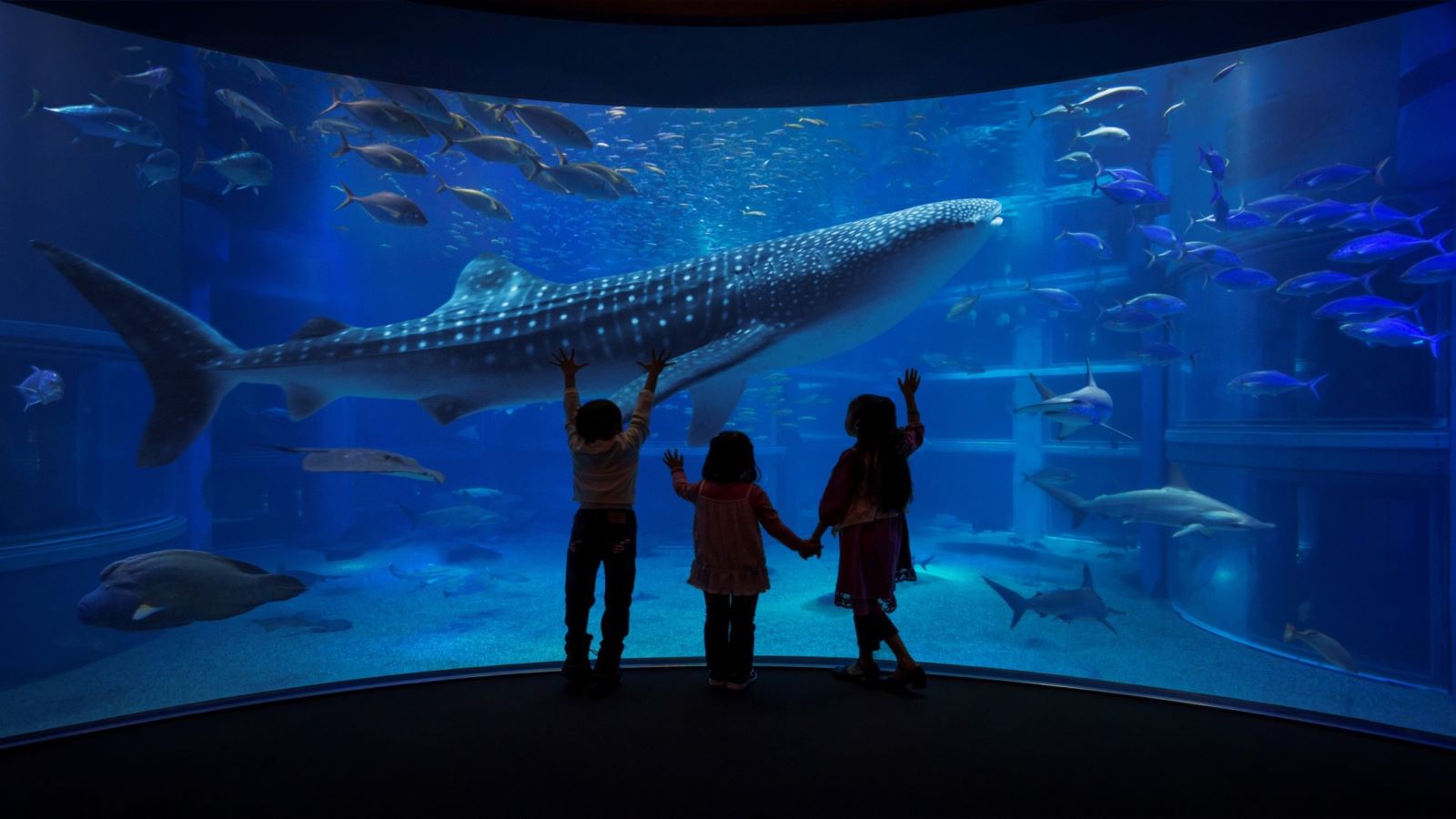 【観光地】海遊館