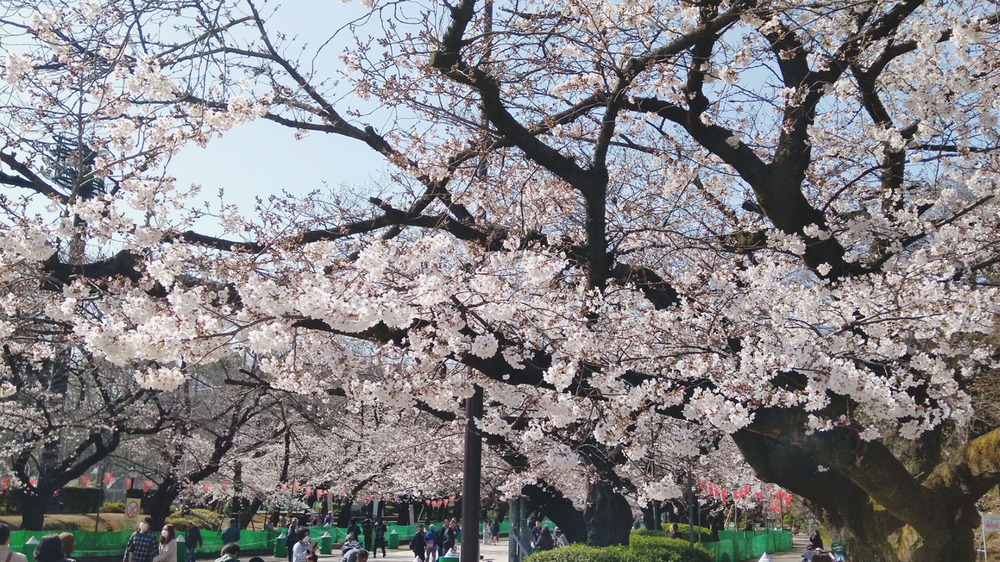 【上野公園(春)】