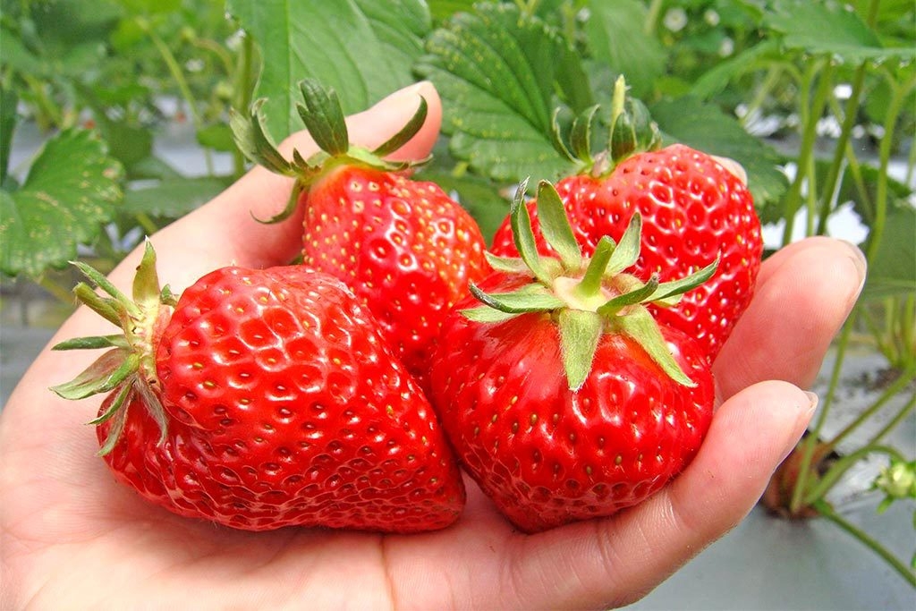 【チェックアウト後に楽しむ】近隣農園で40分いちご狩り食べ放題付き〈素泊り〉