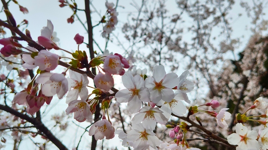 施設内の桜★