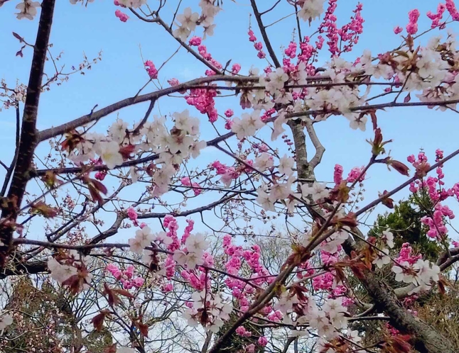 桜