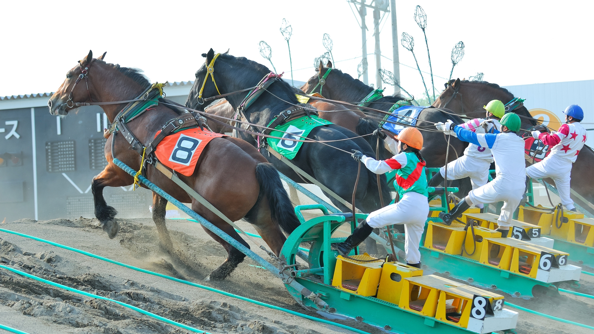 【当館から車で約5分】ばんえい十勝