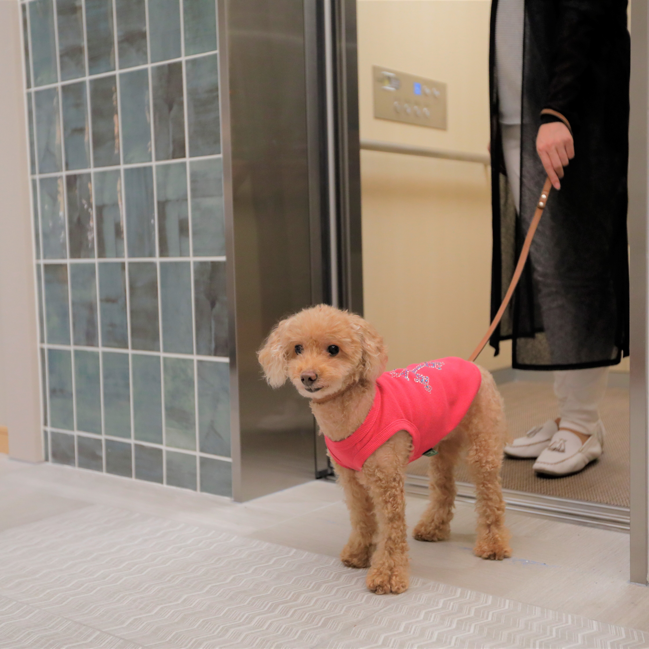 リードをつければ館内どこでも愛犬を歩かせていただけます