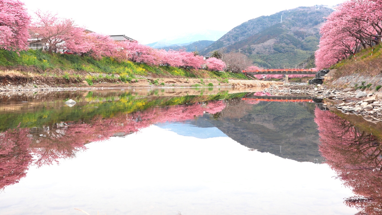 早春のお花見！日本で河津桜まつりに行こう！二食付きバイキングプラン！