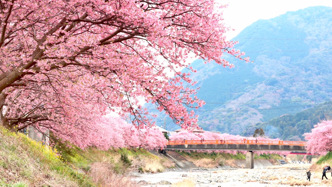 早春のお花見！日本で河津桜まつりに行こう！二食付きバイキングプラン！