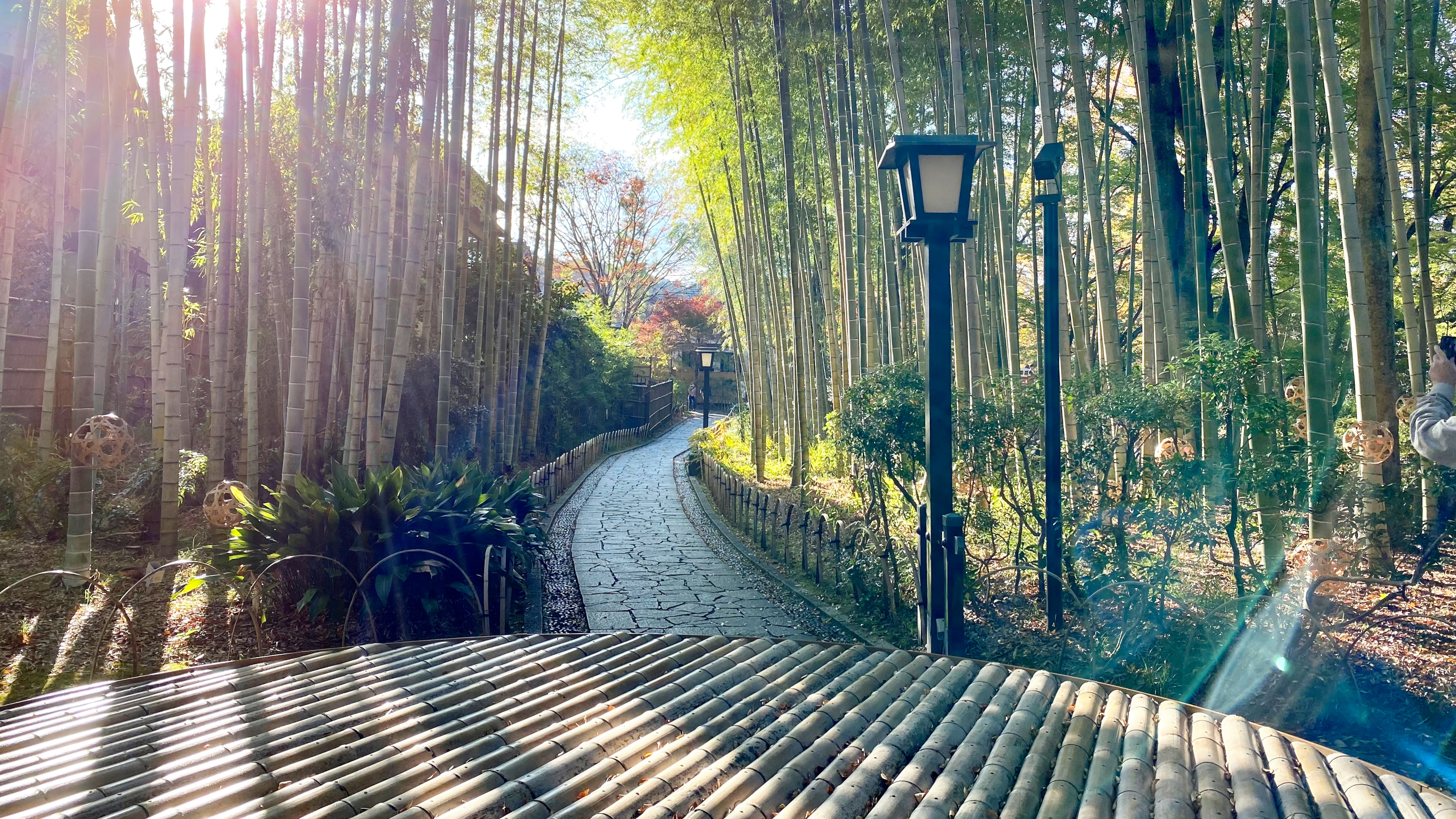 修善寺　竹林の小径