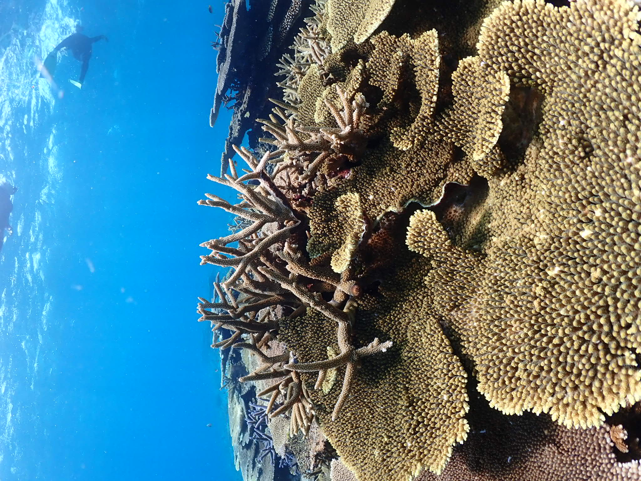八重干瀬サンゴ