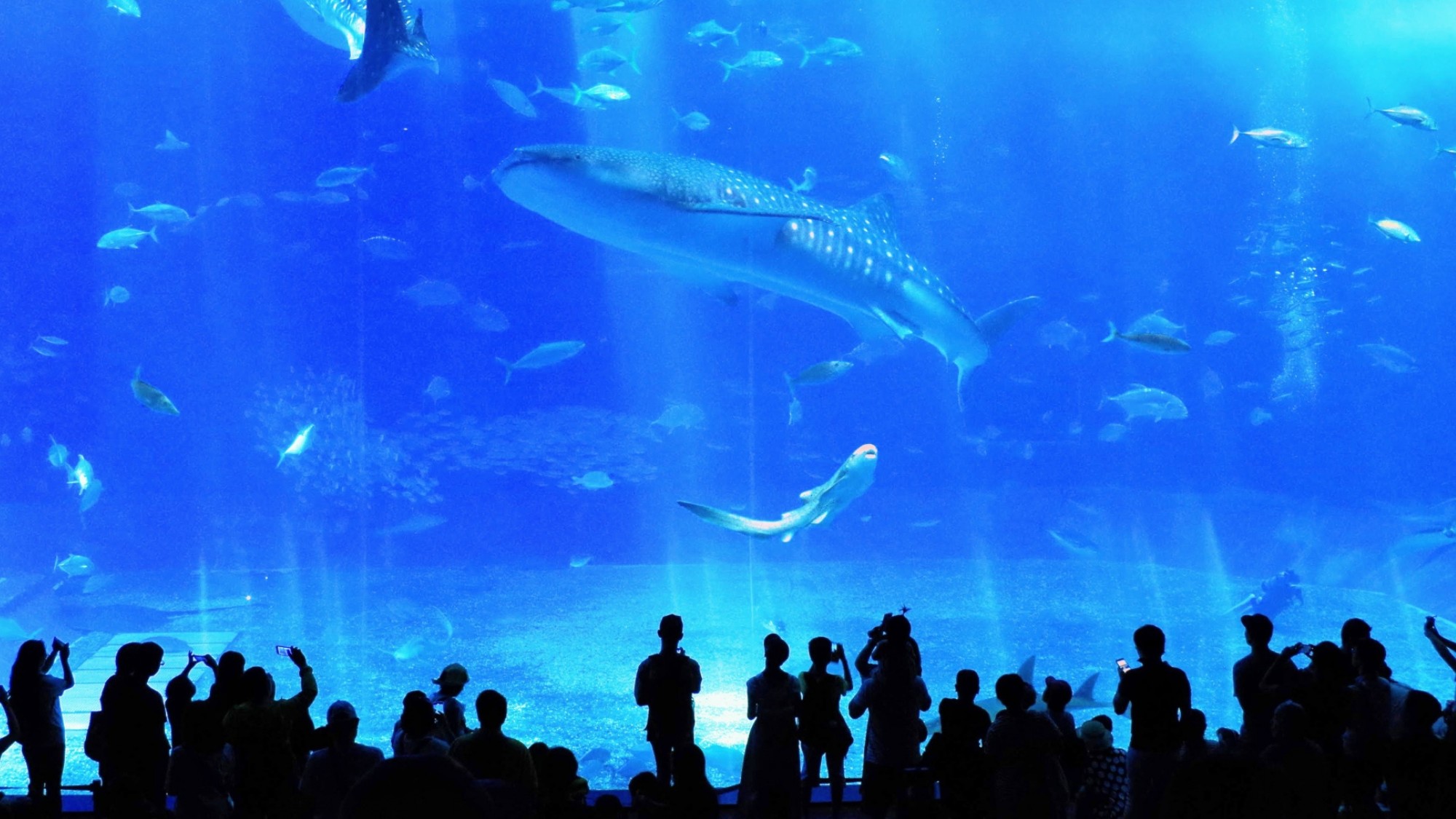 美ら海水族館