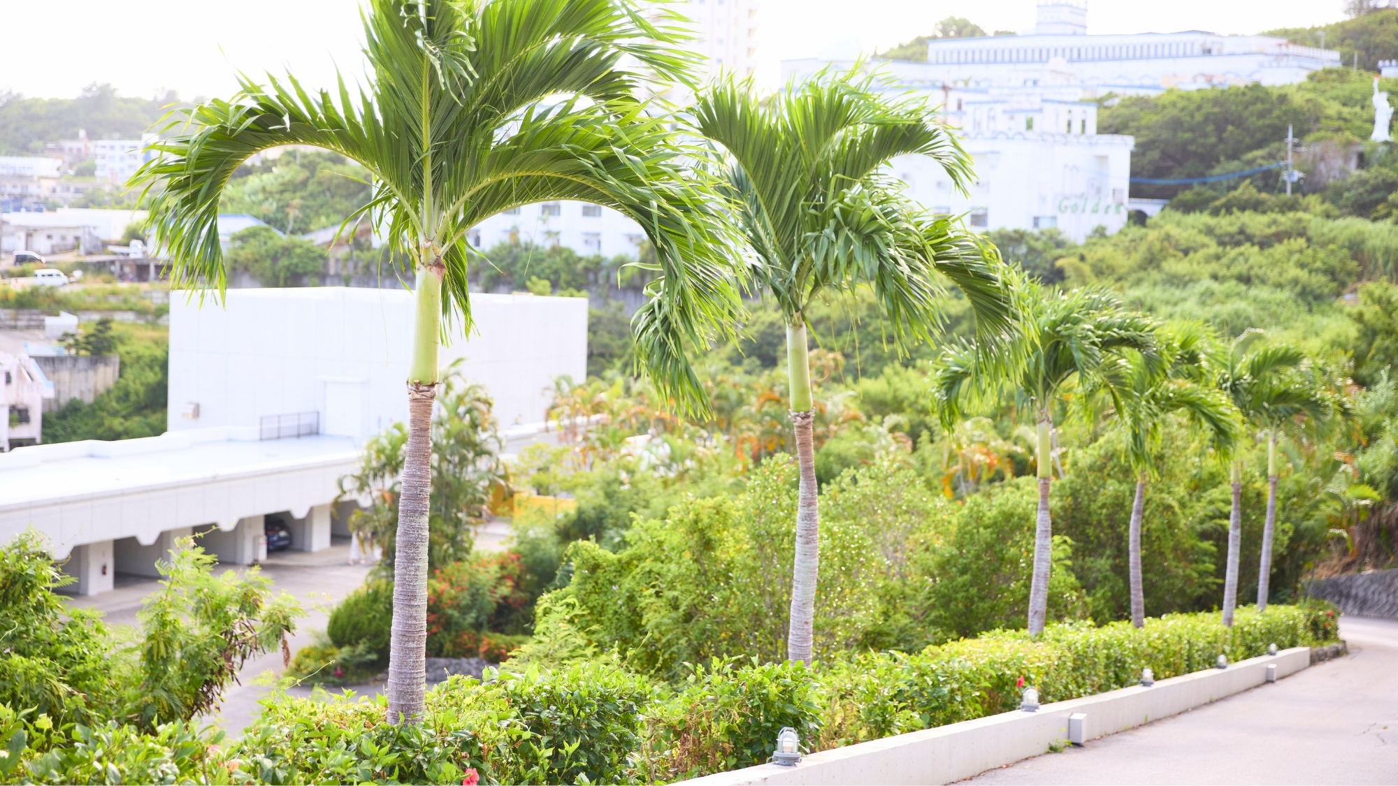 南国の緑に囲まれた敷地