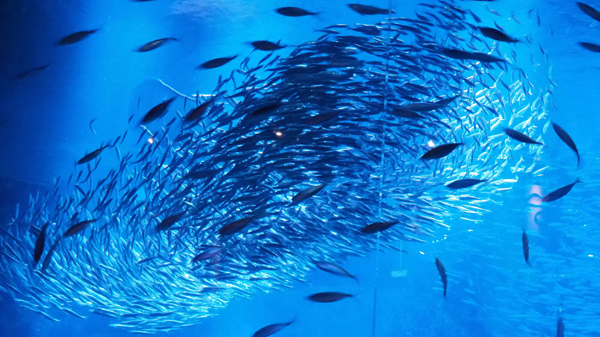 【京都水族館】日本初の人工海水を100％使用した、国内最大級の内陸型水族館。