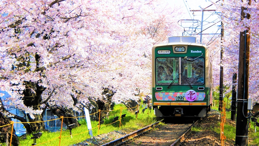 嵐電（らんでん）約200m桜のトンネルは車窓からソメイヨシノが楽しめます