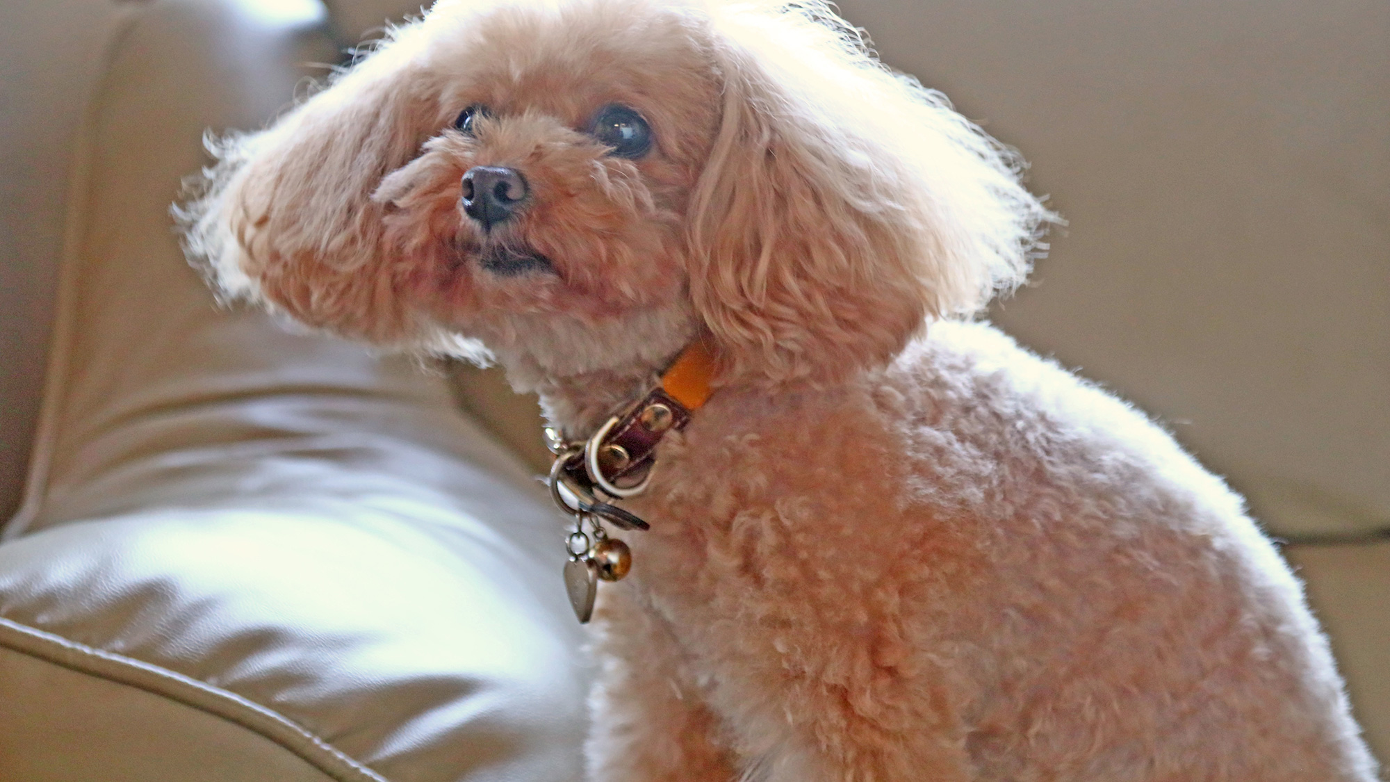 看板犬のルブタンも皆様のお越しをお待ちしています！*