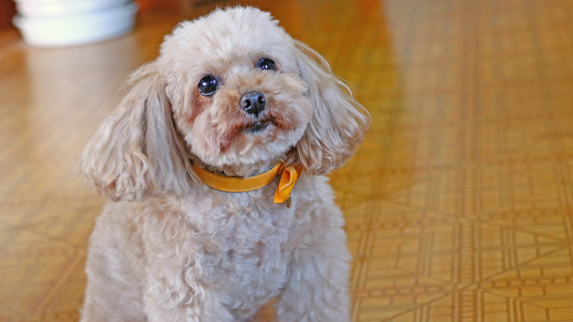 看板犬のルブタンも皆さまをお待ちしております♪*
