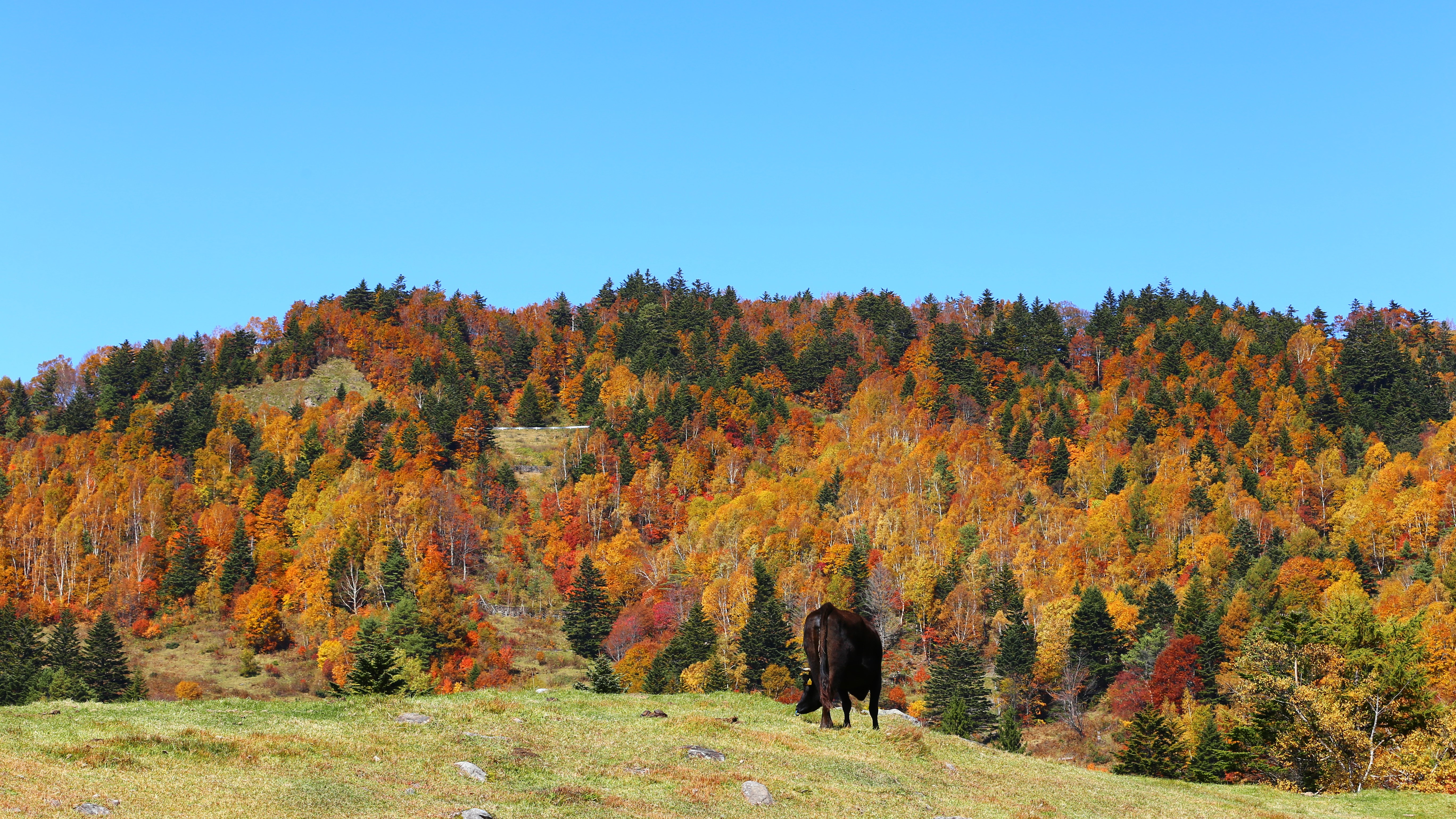 ■秋の山田牧場
