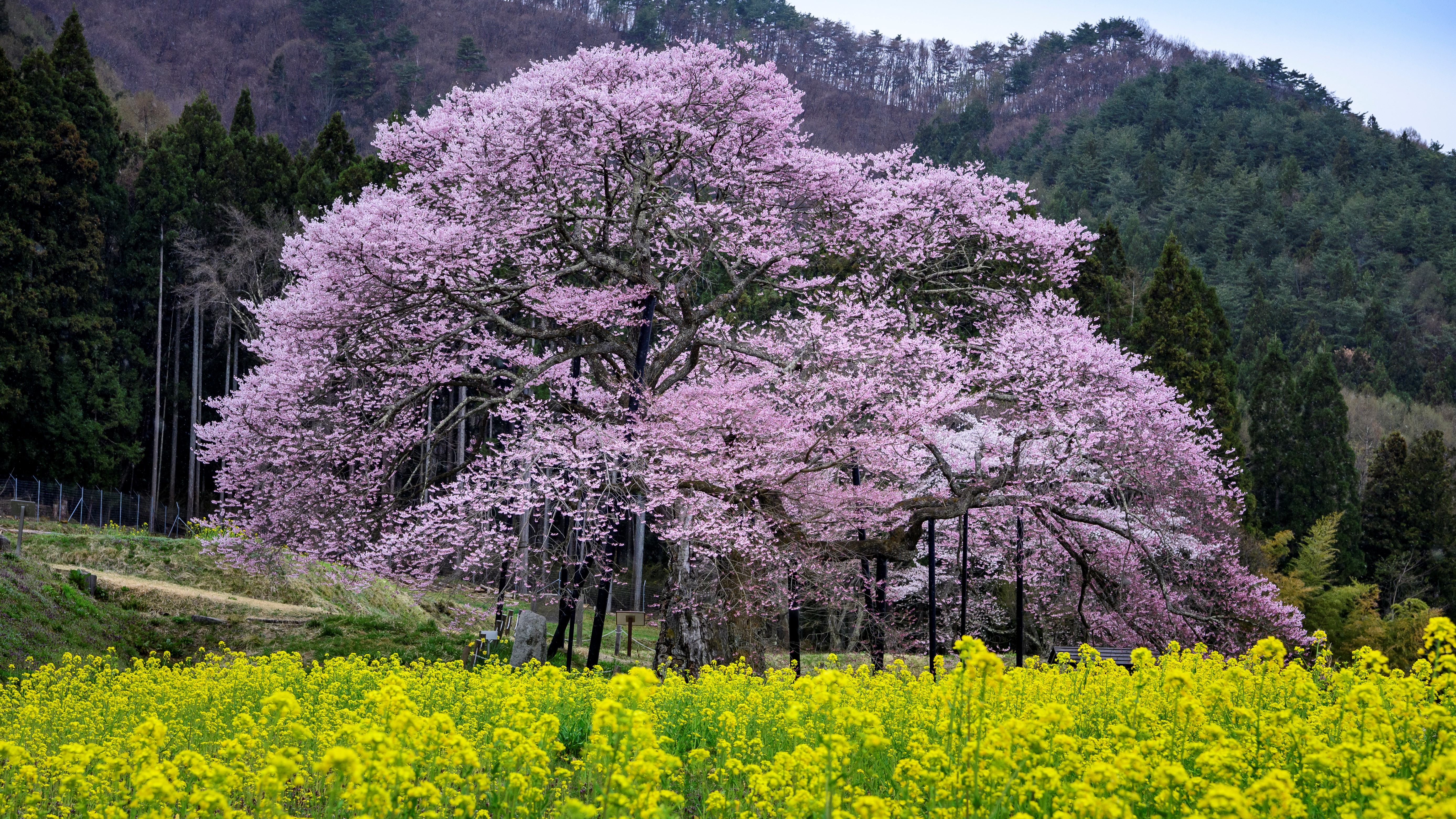 ■黒部の桜　菜の花と桜のコラボレーション！絵になります