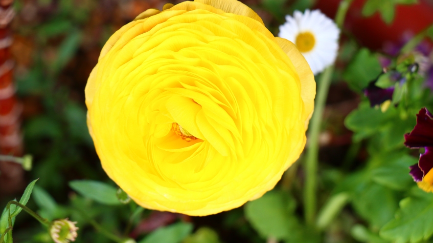 庭では四季折々の植物が楽しめます