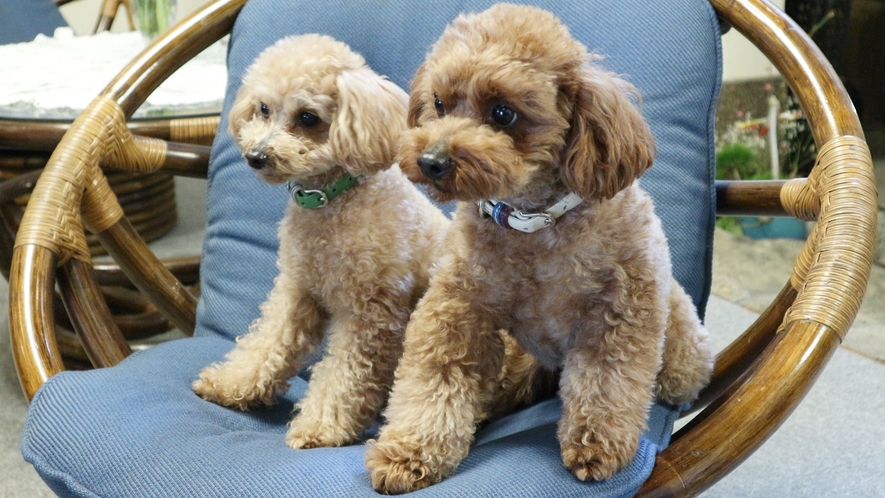 *【看板犬♪】トイプードルのユウちゃん＆ゴウちゃん