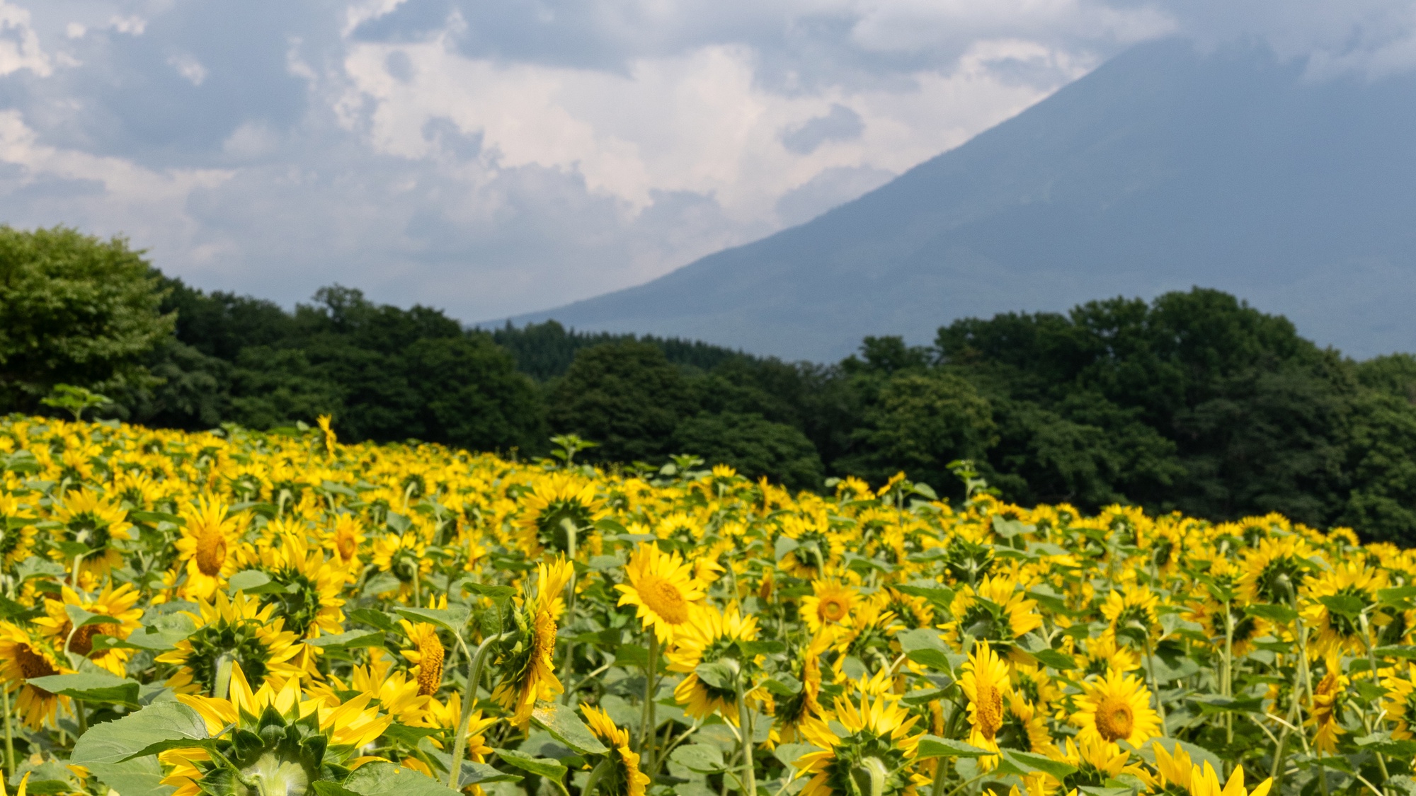 ひまわり畑と羊蹄山