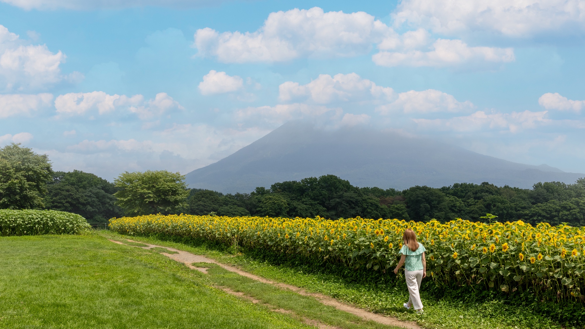 ひまわり畑と羊蹄山
