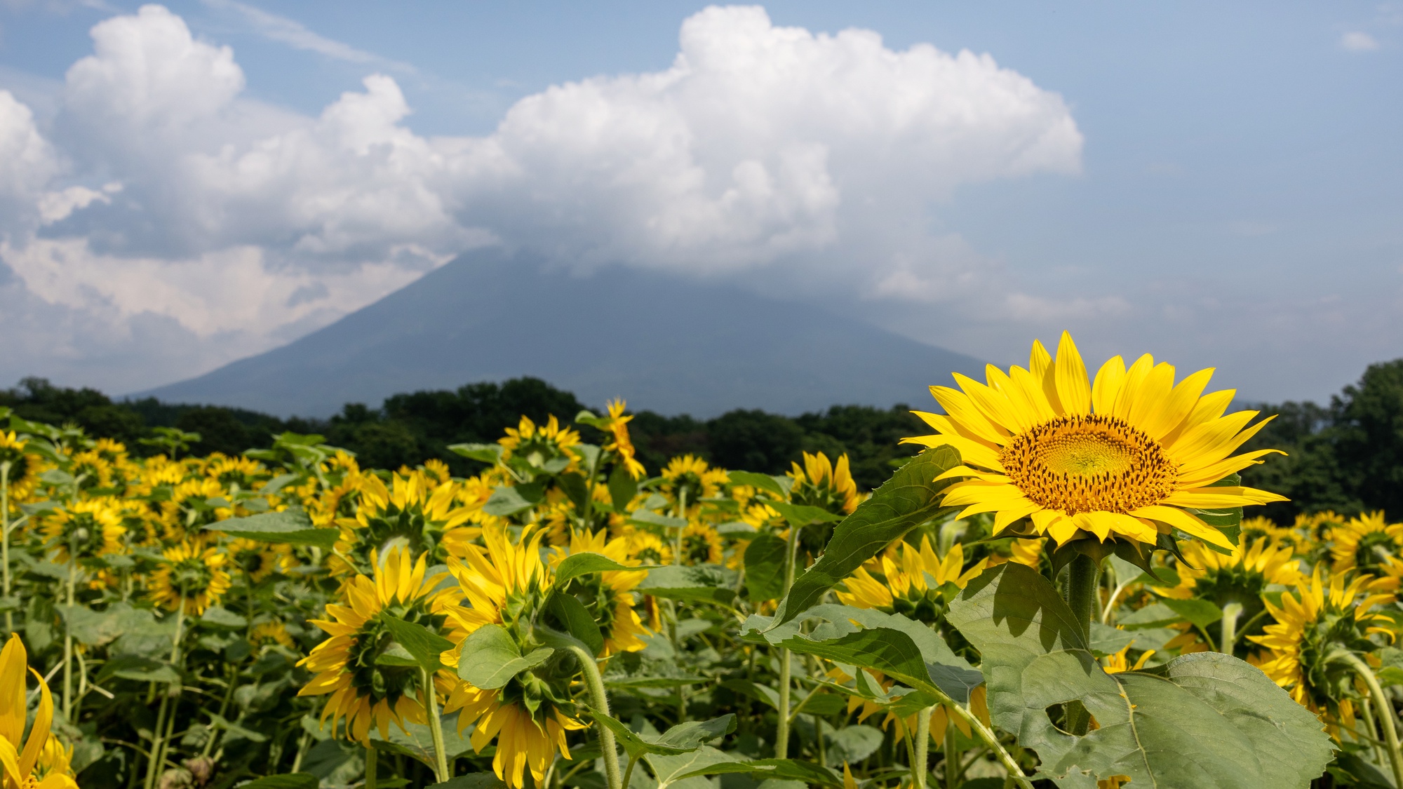ひまわり畑と羊蹄山