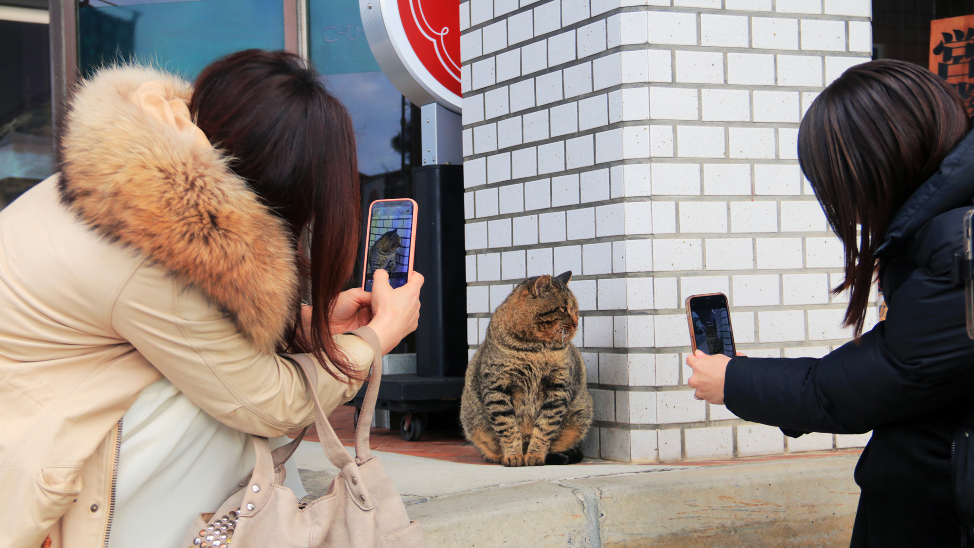【観光】福猫　出雲さんで発見♪ 