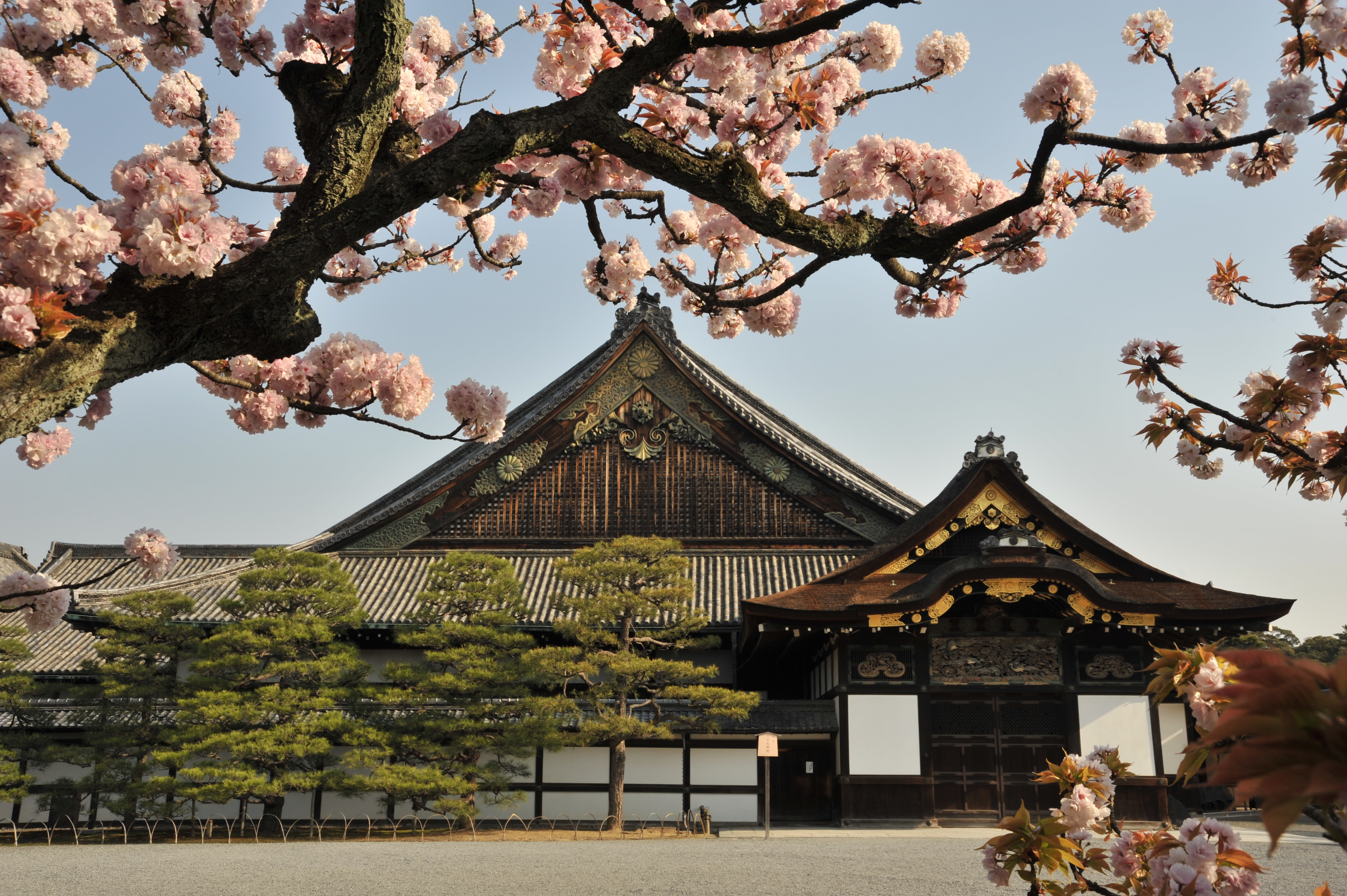 二条城(春)