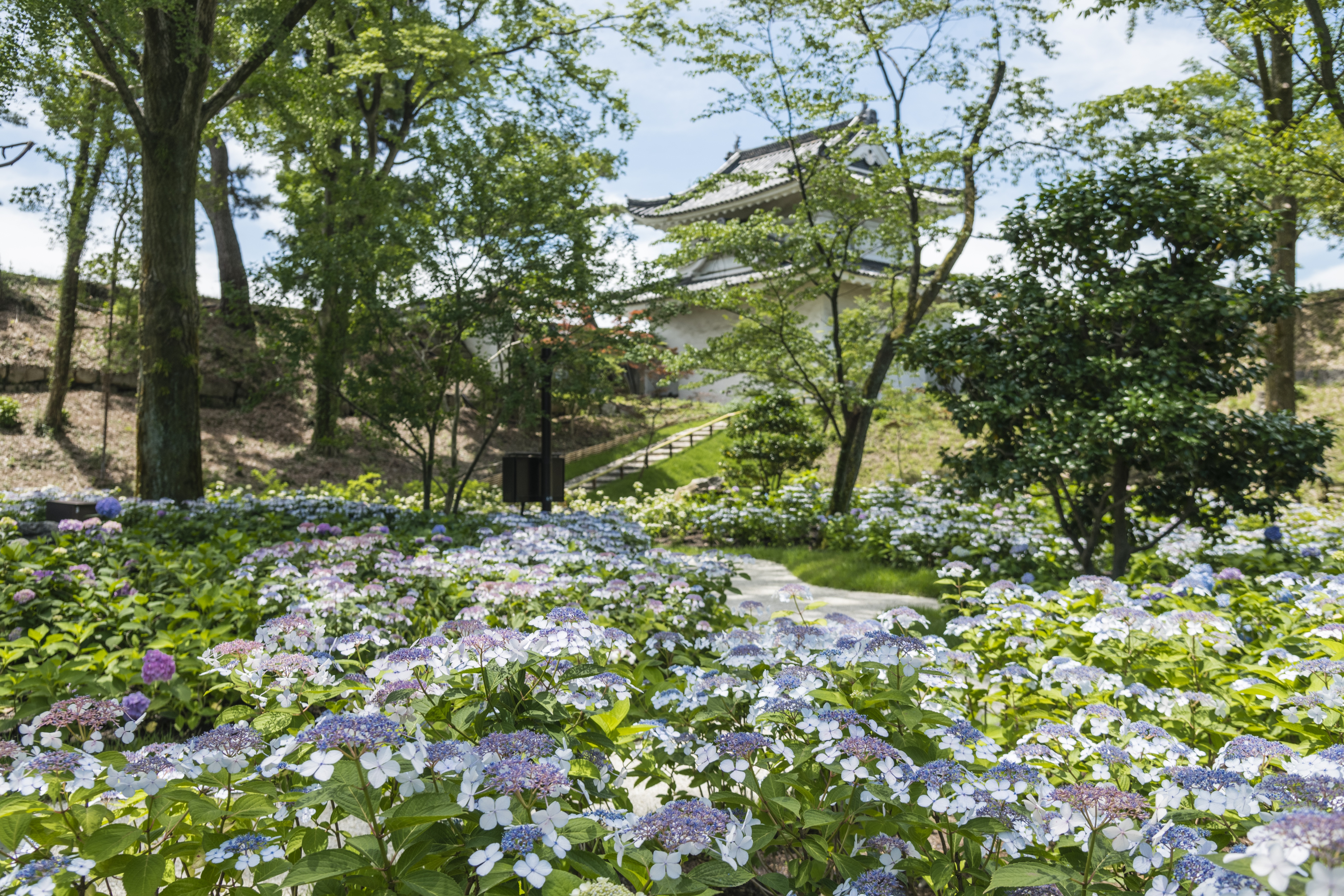 二条城(夏)