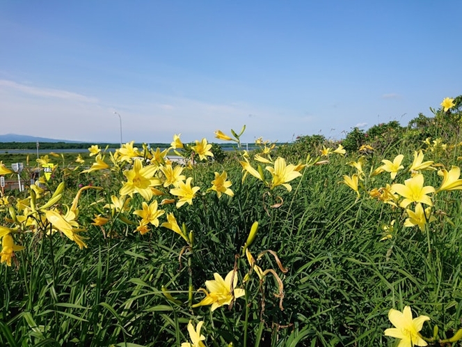 原生花園に咲く花々・・・