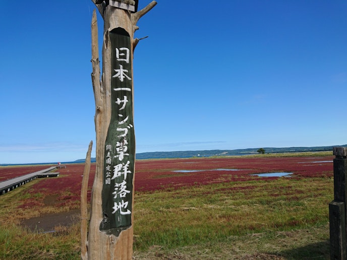 能取湖のサンゴ草が紅葉しています