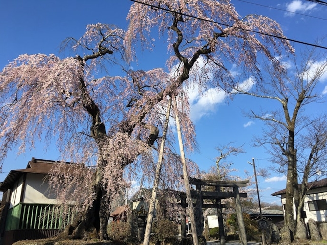 2019 Spring. At the Ohsugi shrine near by. Koku Bo