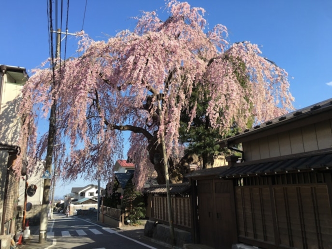 2019 Spring Cherry blossoms are in full bloom. The