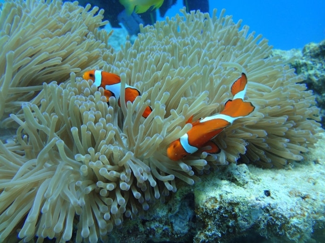 目の前の天然ビーチにはお魚がいっぱい