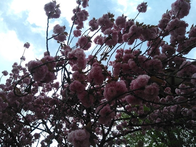 近くに花公園、神社多数