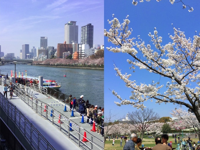 Cherry blossoms in Spring