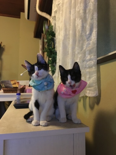 新しくかぞくになったテオおテリ