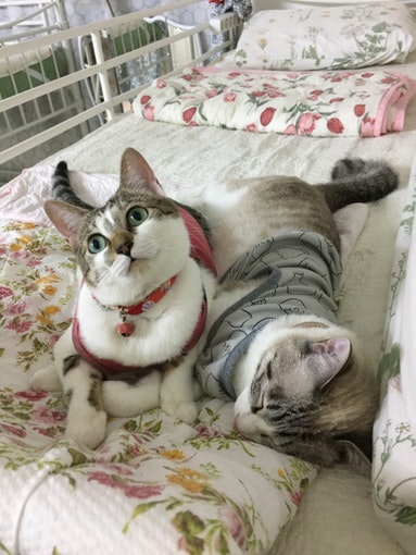 看板猫あられと ふく