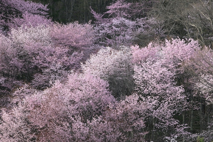 信善光寺