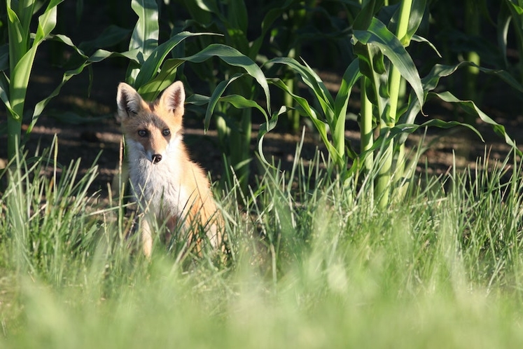 キタキツネ