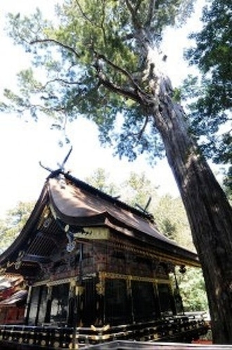 Sacred oldest tree in Kashima Jingu. Cedar in heig