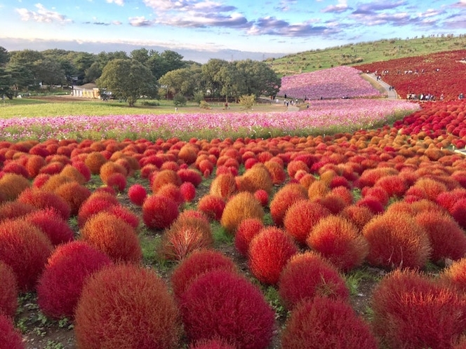 Hitachi seaside park  Located in the area facing t