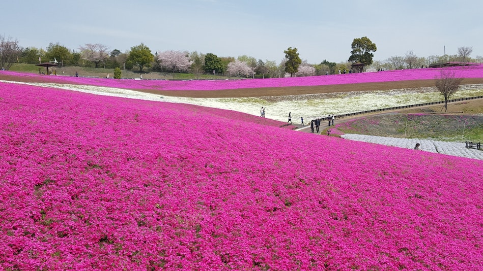 太田市春の芝桜