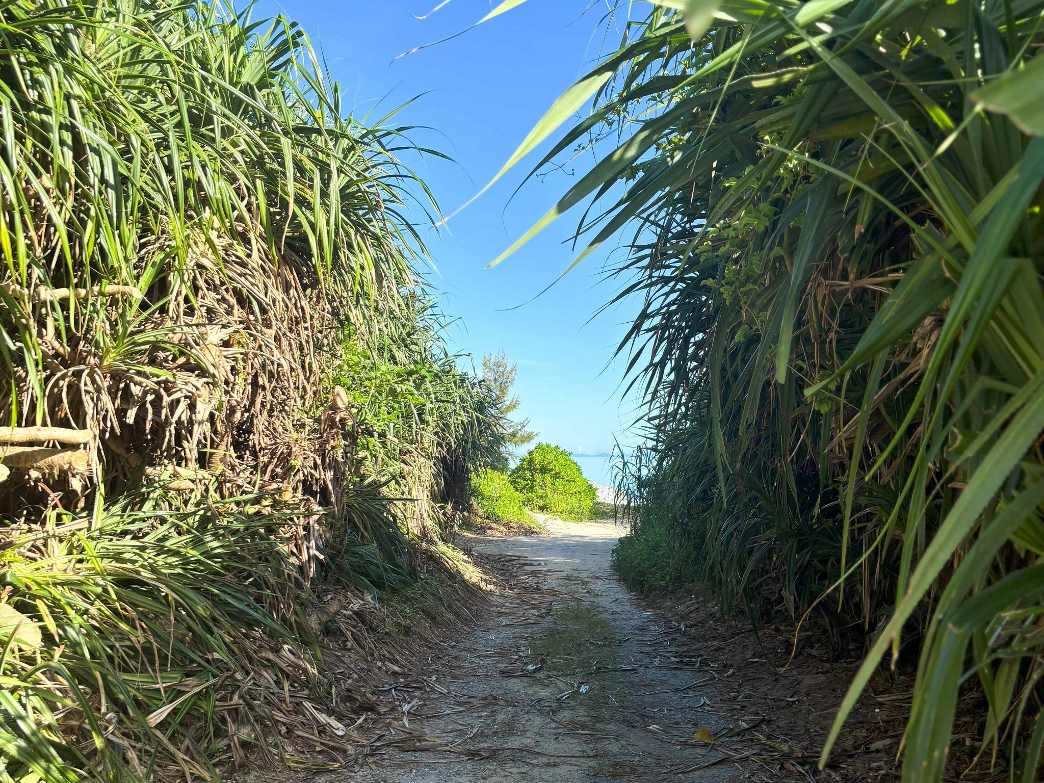 ・【景観】海まで30秒！背丈のあるグラスロードの先には根路銘海岸の砂浜がお出迎え