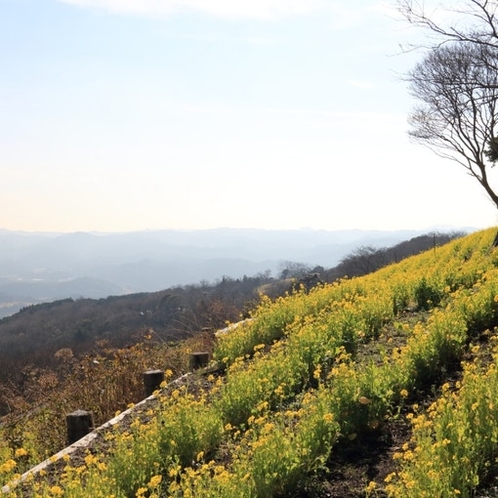 マザー牧場は高い丘の上にあり、素晴らしい眺めです。四季折々の花を楽しめます。