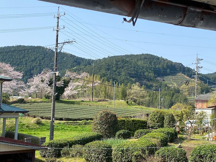 桜シーズンには2階から茶畑と桜のコラボレーションが!