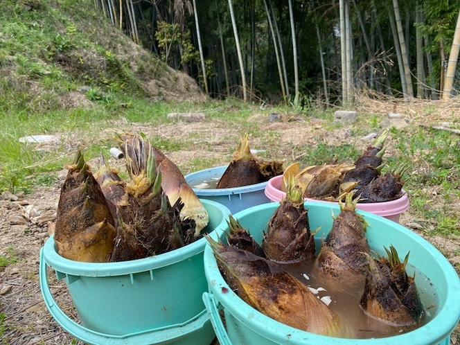 春には裏山の竹林でタケノコ掘り体験ができます!