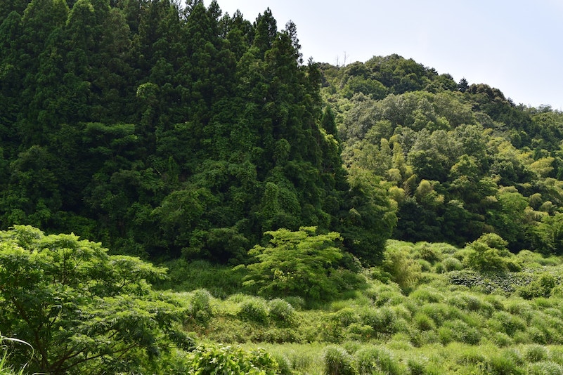 周辺の山。緑が迫ってきます