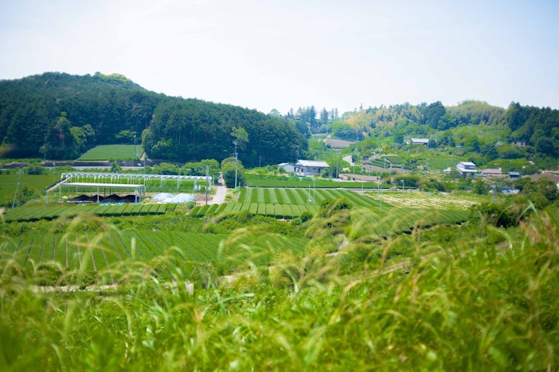 散歩途中の風景・静岡ならではの茶畑が広がります