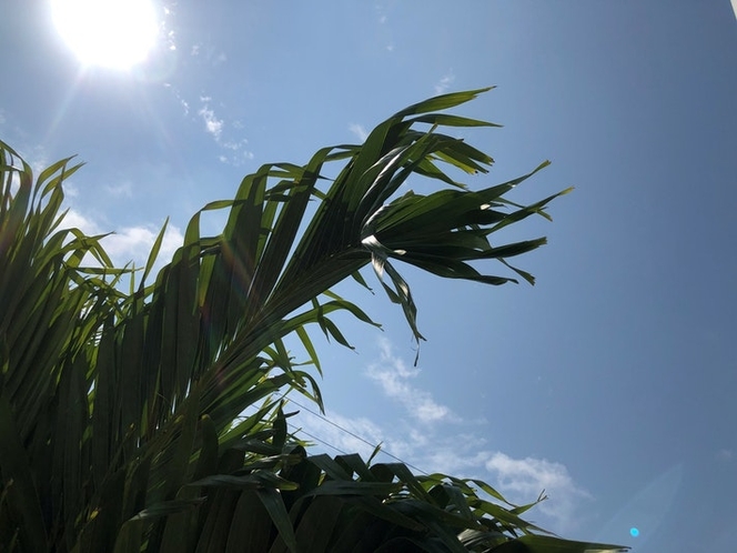 宮古島の太陽をたっぷり浴びて育った植物たち