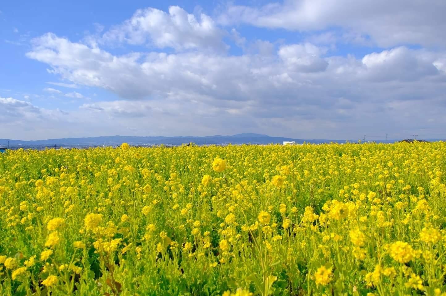 菜の花畑　徒歩5分